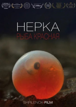 Нерка. Рыба красная (2020)